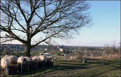 sheep